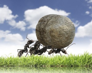 team of ants rolls stone uphill
